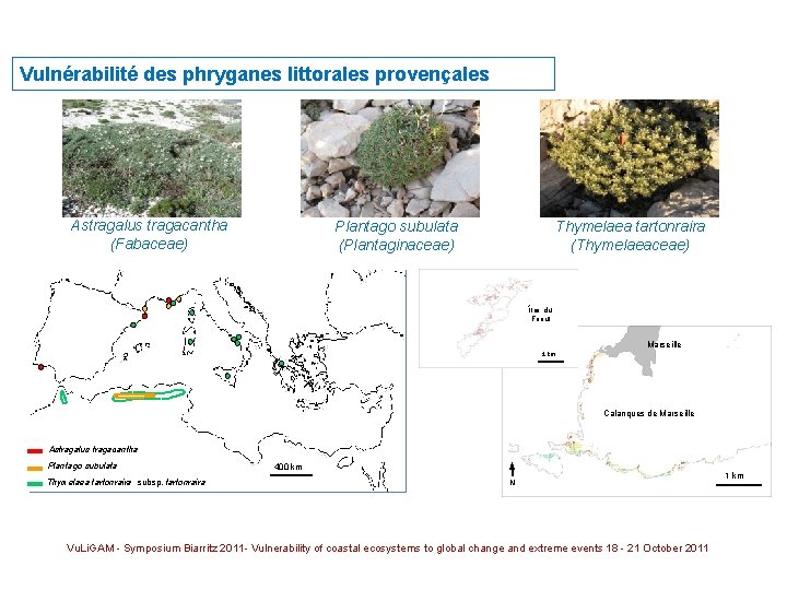 Vulnérabilité des phryganes littorales provençales Astragalus tragacantha (Fabaceae) Thymelaea tartonraira (Thymelaeaceae) Plantago subulata (Plantaginaceae)