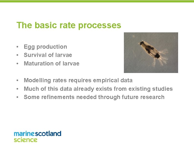 The basic rate processes • Egg production • Survival of larvae • Maturation of