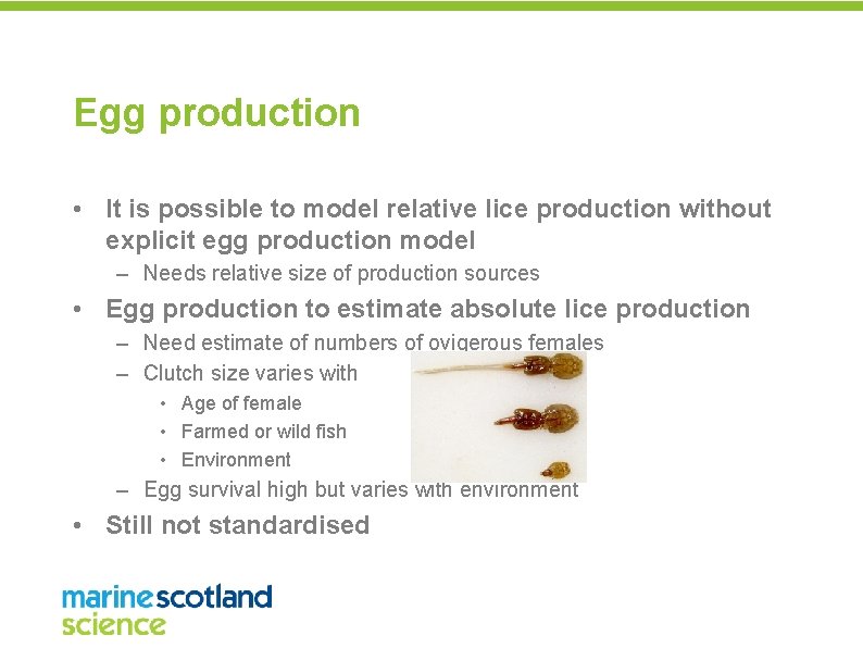 Egg production • It is possible to model relative lice production without explicit egg