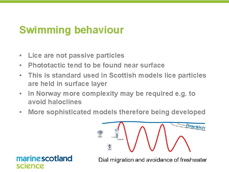 Swimming behaviour • Lice are not passive particles • Phototactic tend to be found