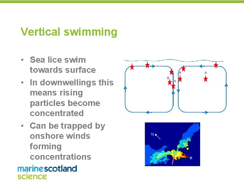 Vertical swimming • Sea lice swim towards surface • In downwellings this means rising
