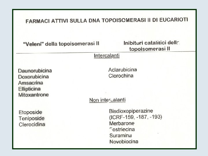 Inibitori delle DNA topoisomerasi STRUTTURA DELLE DNA TOPOISOMERASI
