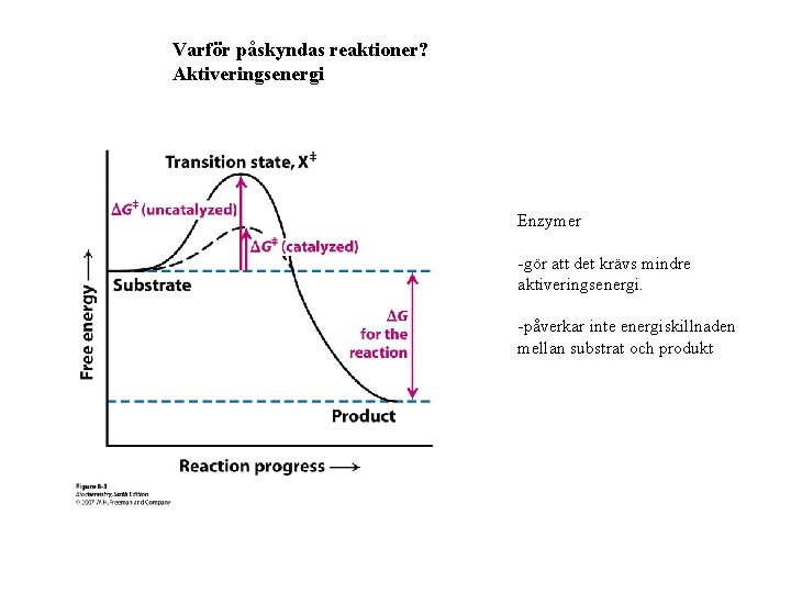 Varför påskyndas reaktioner? Aktiveringsenergi Enzymer -gör att det krävs mindre aktiveringsenergi. -påverkar inte energiskillnaden