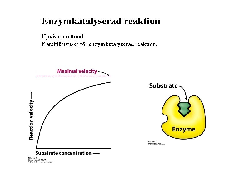 Enzymkatalyserad reaktion Upvisar mättnad Karaktäristiskt för enzymkatalyserad reaktion. 