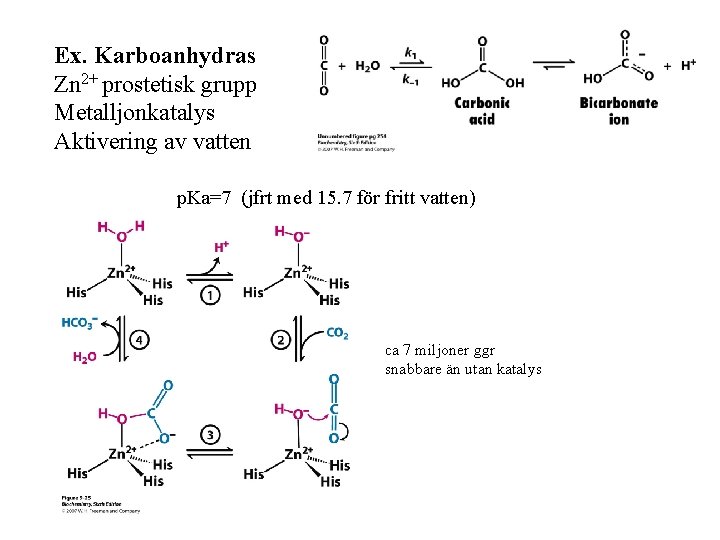 Ex. Karboanhydras Zn 2+ prostetisk grupp Metalljonkatalys Aktivering av vatten p. Ka=7 (jfrt med