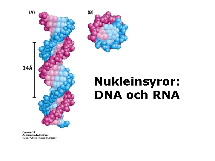 Nukleinsyror: DNA och RNA 