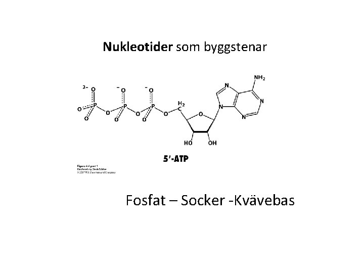 Nukleotider som byggstenar Fosfat – Socker -Kvävebas 