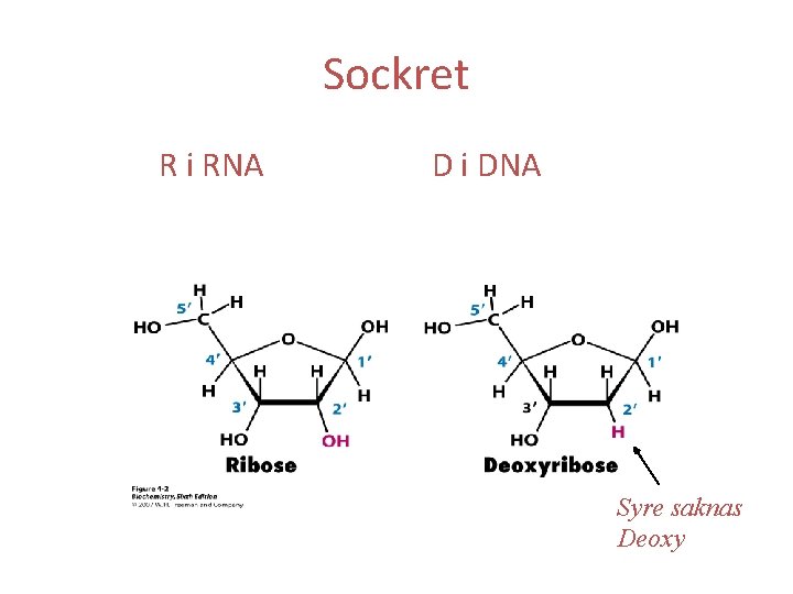 Sockret R i RNA D i DNA Syre saknas Deoxy 