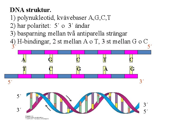 DNA struktur. 1) polynukleotid, kvävebaser A, G, C, T 2) har polaritet: 5´ o