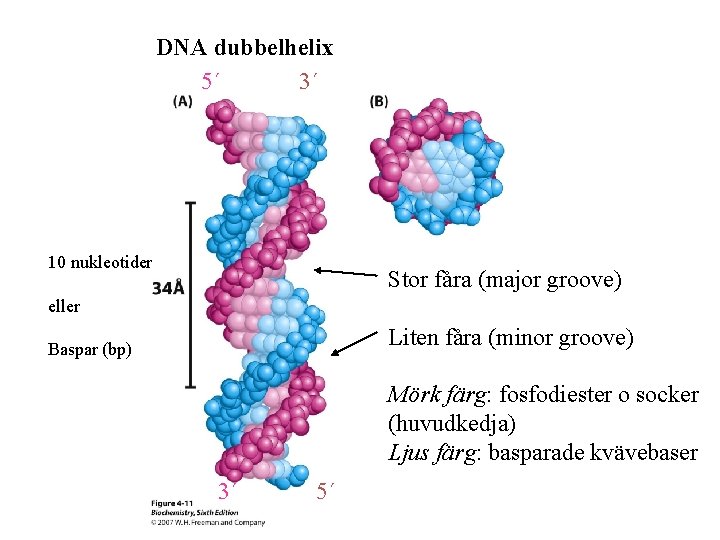 DNA dubbelhelix 5´ 3´ 10 nukleotider Stor fåra (major groove) eller Liten fåra (minor