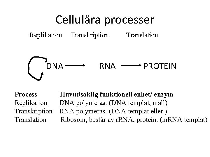 Cellulära processer Replikation DNA Transkription RNA Translation PROTEIN Process Huvudsaklig funktionell enhet/ enzym Replikation