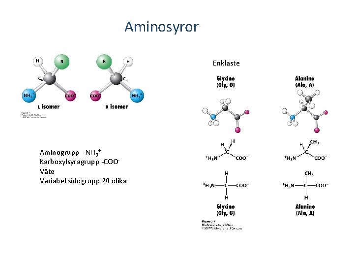 Aminosyror Enklaste Aminogrupp -NH 3+ Karboxylsyragrupp -COOVäte Variabel sidogrupp 20 olika 