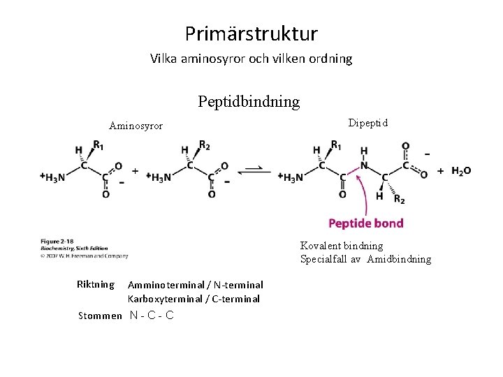 Primärstruktur Vilka aminosyror och vilken ordning Peptidbindning Aminosyror Dipeptid Kovalent bindning Specialfall av Amidbindning