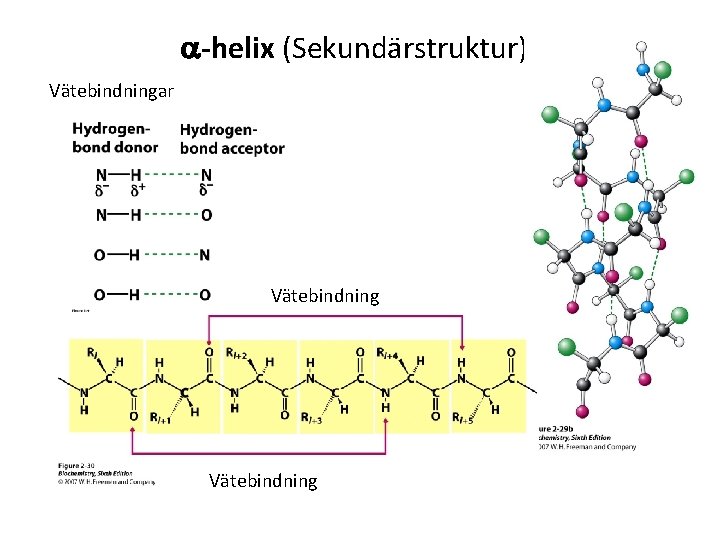 a-helix (Sekundärstruktur)er Vätebindningar Vätebindning 