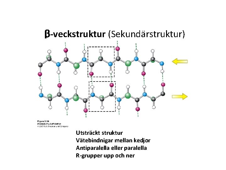 b-veckstruktur (Sekundärstruktur) Utsträckt struktur Vätebindnigar mellan kedjor Antiparalella eller paralella R-grupper upp och ner