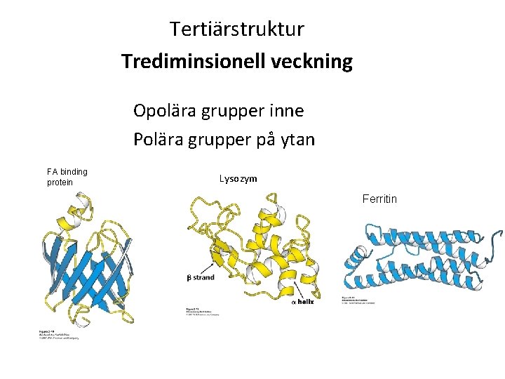 Tertiärstruktur Trediminsionell veckning Opolära grupper inne Polära grupper på ytan FA binding protein Lysozym