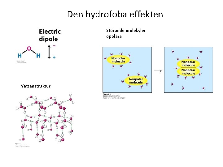 Den hydrofoba effekten Störande molekyler opolära Vattenstruktur 