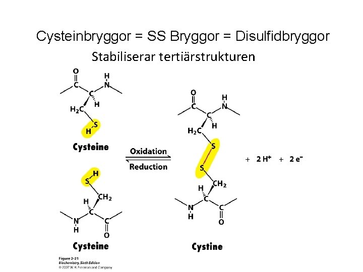 Cysteinbryggor = SS Bryggor = Disulfidbryggor Stabiliserar tertiärstrukturen 