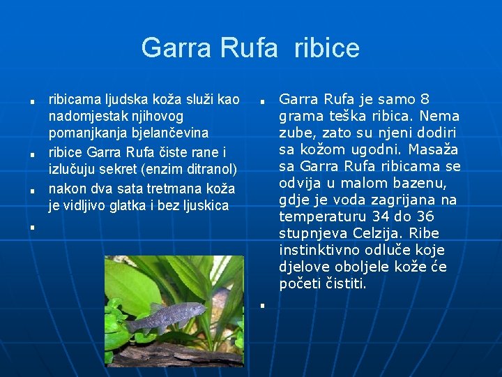 Garra Rufa ribice ■ ■ ■ ribicama ljudska koža služi kao nadomjestak njihovog pomanjkanja