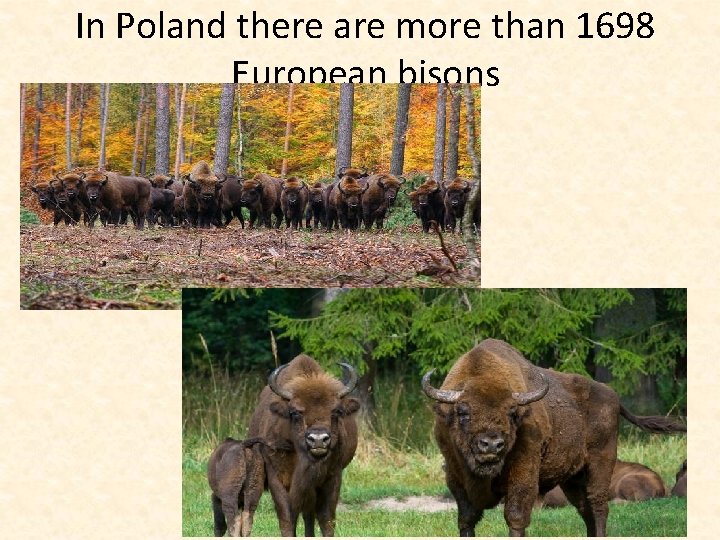 In Poland there are more than 1698 European bisons 