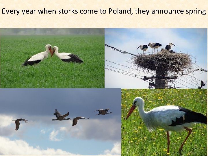 Every year when storks come to Poland, they announce spring 