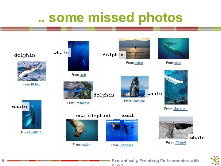 . . some missed photos dolphin whale sea elephant seal whale 6 Semantically Enriching