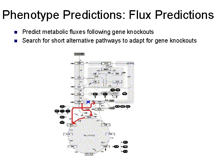 Phenotype Predictions: Flux Predictions n n Predict metabolic fluxes following gene knockouts Search for