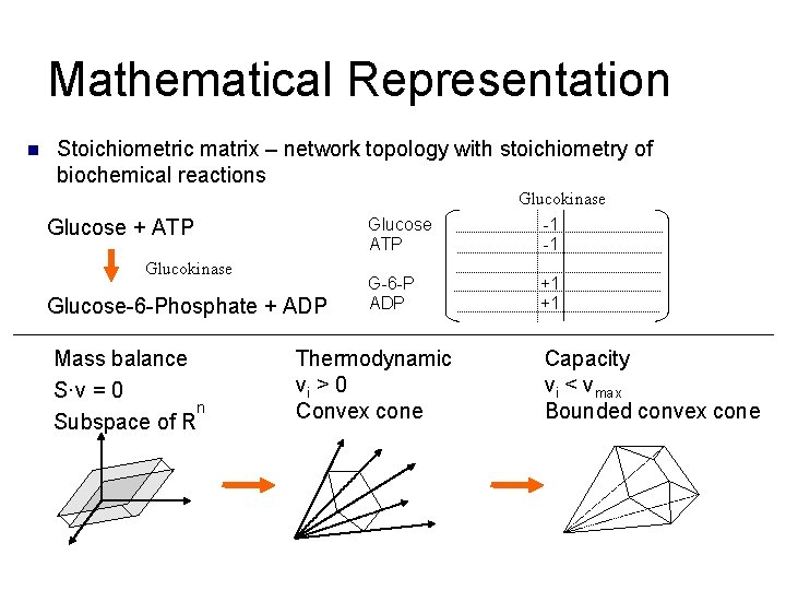 Mathematical Representation n Stoichiometric matrix – network topology with stoichiometry of biochemical reactions Glucokinase