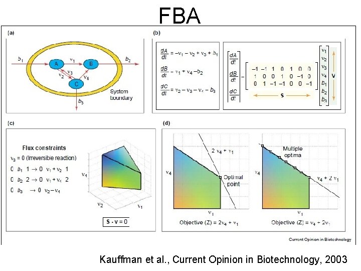 FBA Kauffman et al. , Current Opinion in Biotechnology, 2003 