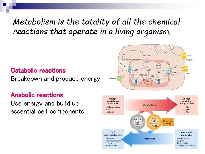 Metabolism is the totality of all the chemical reactions that operate in a living