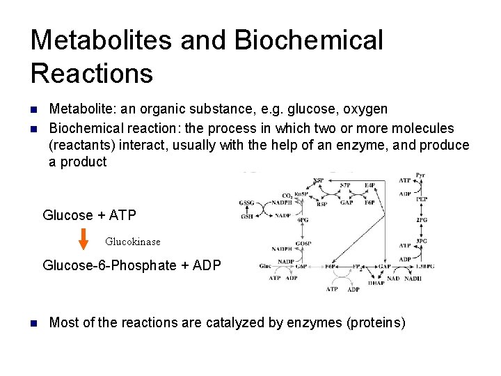 Metabolites and Biochemical Reactions n n Metabolite: an organic substance, e. g. glucose, oxygen