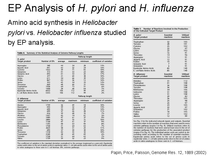 EP Analysis of H. pylori and H. influenza Amino acid synthesis in Heliobacter pylori