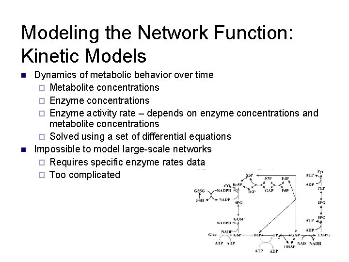 Modeling the Network Function: Kinetic Models n n Dynamics of metabolic behavior over time