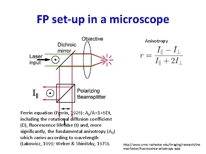 FP set-up in a microscope Anisotropy Perrin equation (Perrin, 1926): A 0/A=1+6 Dt, including