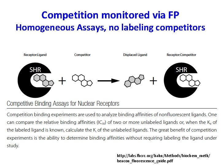 Competition monitored via FP Homogeneous Assays, no labeling competitors http: //labs. fhcrc. org/hahn/Methods/biochem_meth/ beacon_fluorescence_guide.