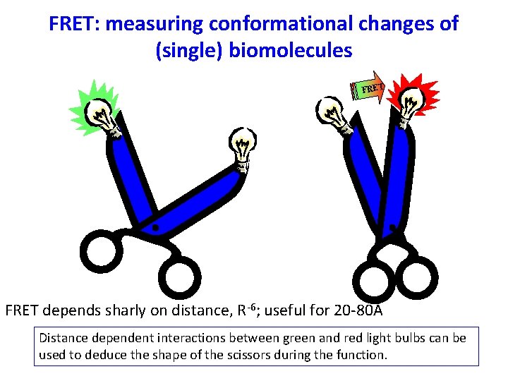 FRET: measuring conformational changes of (single) biomolecules FRET depends sharly on distance, R-6; useful