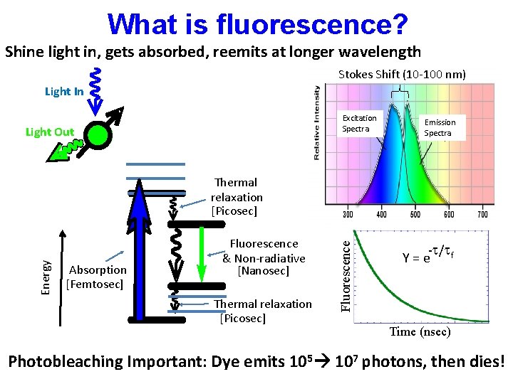 What is fluorescence? Shine light in, gets absorbed, reemits at longer wavelength Stokes Shift