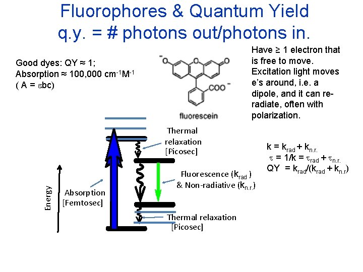 Fluorophores & Quantum Yield q. y. = # photons out/photons in. Have ≥ 1
