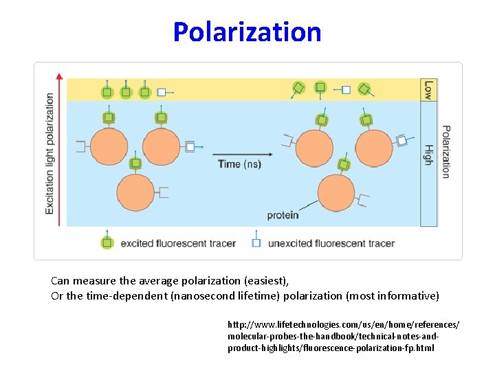Polarization Can measure the average polarization (easiest), Or the time-dependent (nanosecond lifetime) polarization (most