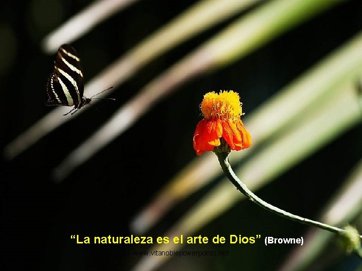 “La naturaleza es el arte de Dios” (Browne) www. vitanoblepowerpoints. net 