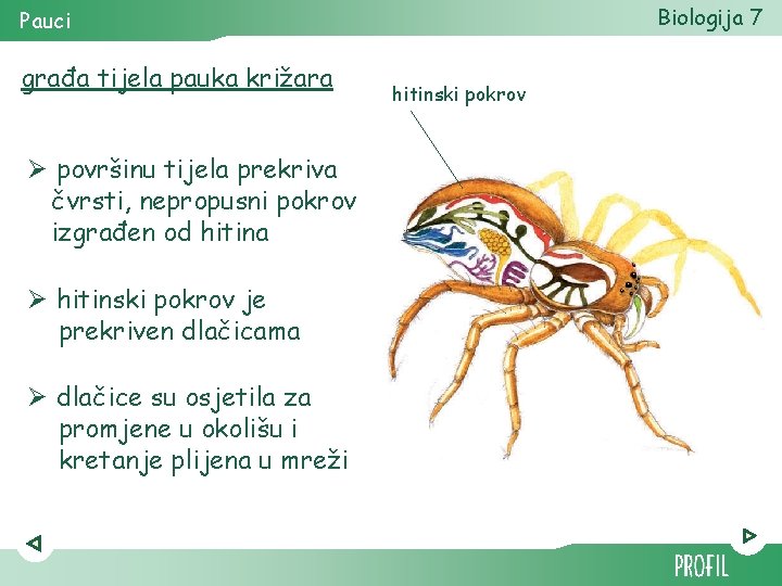 Biologija 7 Pauci građa tijela pauka križara Ø površinu tijela prekriva čvrsti, nepropusni pokrov