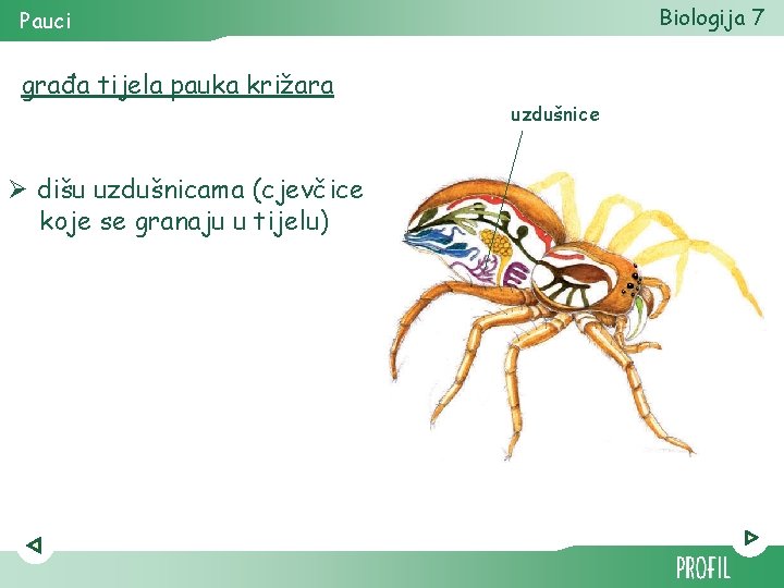 Biologija 7 Pauci građa tijela pauka križara Ø dišu uzdušnicama (cjevčice koje se granaju