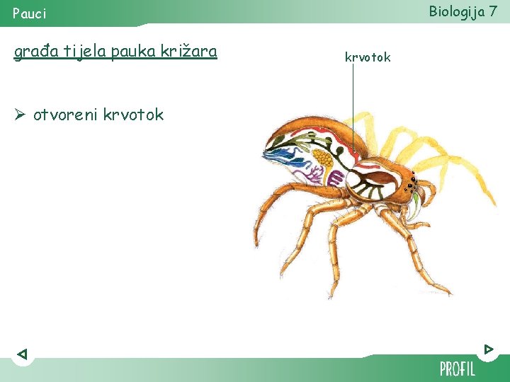 Biologija 7 Pauci građa tijela pauka križara Ø otvoreni krvotok 