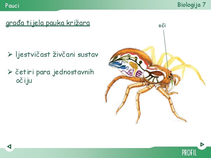 Biologija 7 Pauci građa tijela pauka križara Ø ljestvičast živčani sustav Ø četiri para