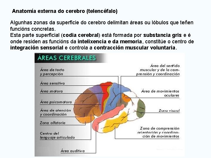 Anatomía externa do cerebro (telencéfalo) Algunhas zonas da superficie do cerebro delimitan áreas ou