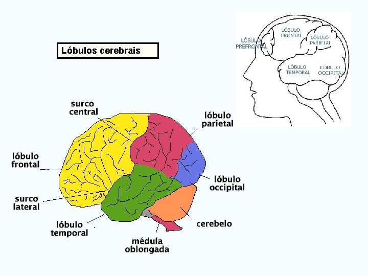 Lóbulos cerebrais 
