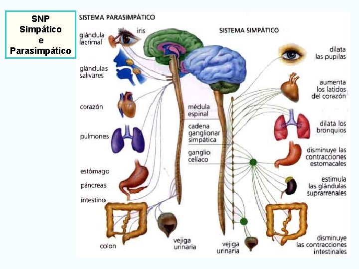 SNP Simpático e Parasimpático 