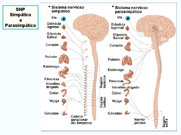SNP Simpático e Parasimpático 