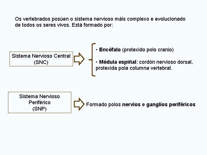 Os vertebrados posúen o sistema nervioso máis complexo e evolucionado de todos os seres