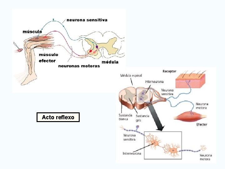 Acto reflexo 